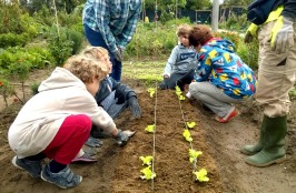piantare insalata bambini orto didattico padova salad kids garden school