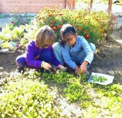 teaching veggie garden salad rucola orto didattico bambini ragazzi padova parco basso isonzo tagliare raccogliere insalata