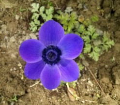 orto didattico anemone blu bambini aurora fiore blue flower garden kids