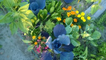 verdura e fiori buoni vicini orto Padova parco basso isonzo Maria Teresa Santinato